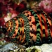 shell_nr_h_0705_png0963.jpg